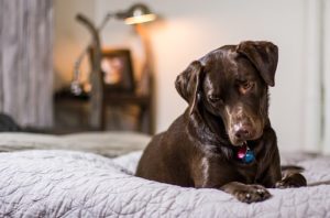 dog-1837445__340